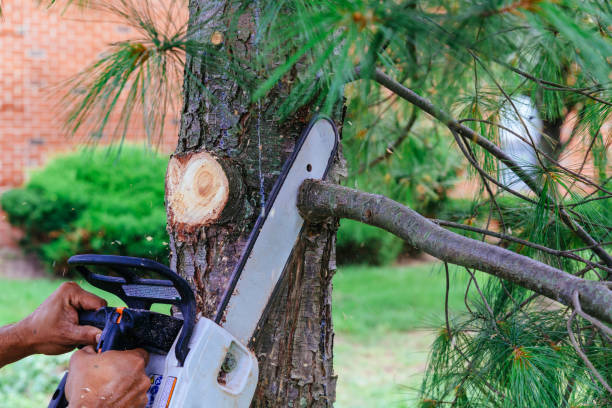 Reliable Tiptonville, TN Tree Removal Solutions